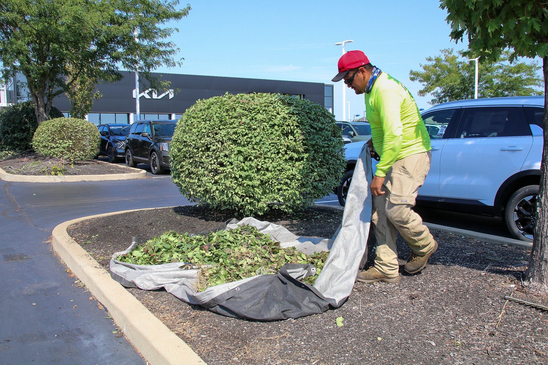 Man in yellow shirt, red cap collecting trimmed leaves into tarp near round bush and parked cars.