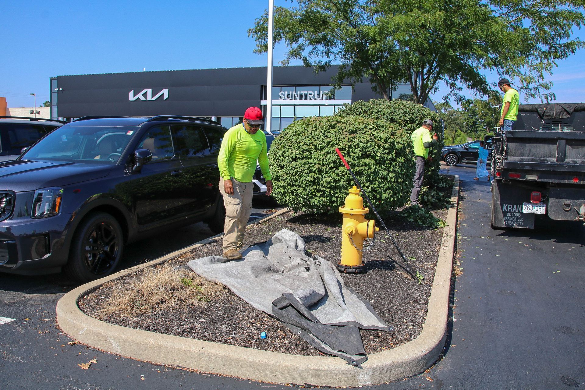 Workers trimming a bush near a fire hydrant in a KIA dealership parking lot.