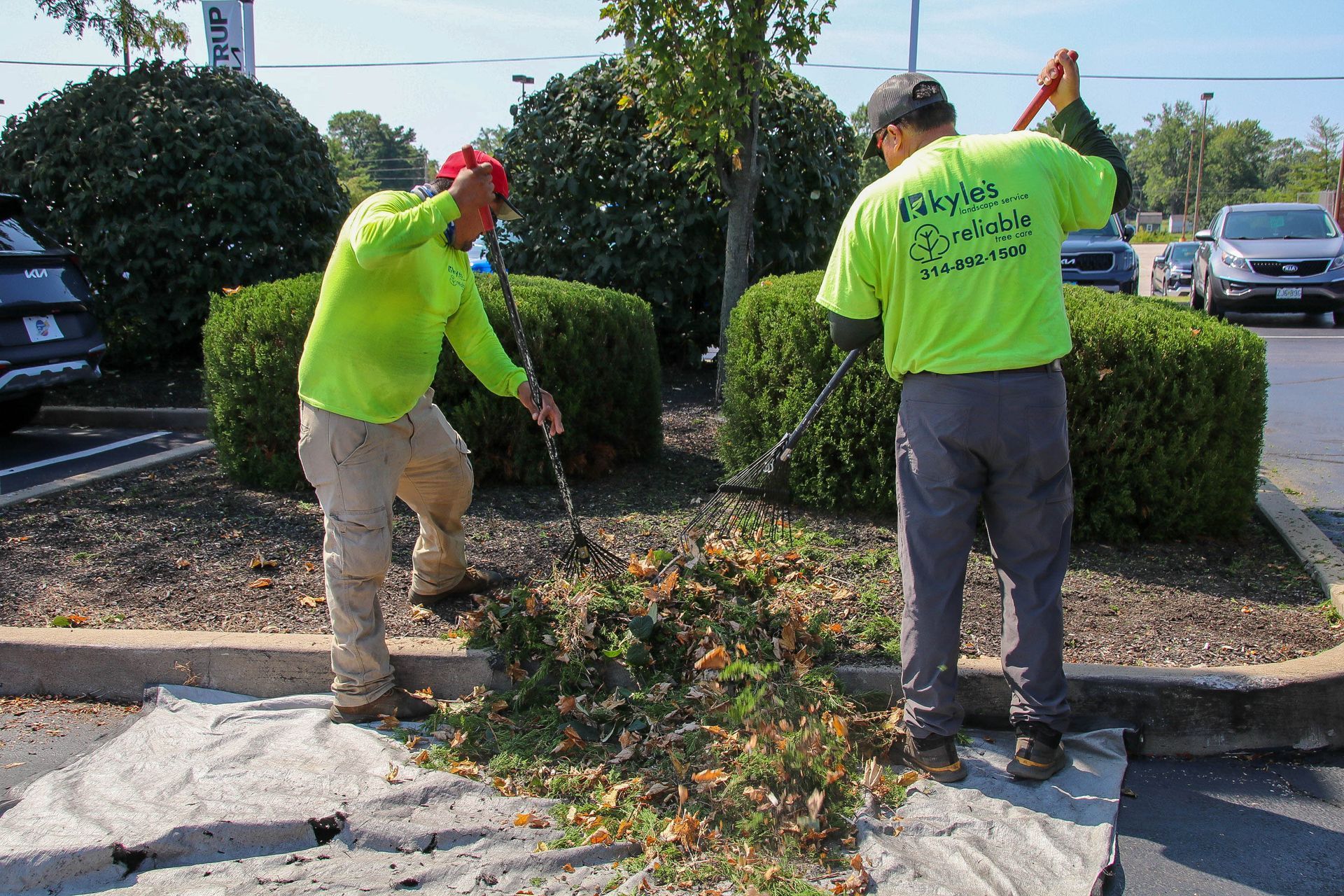 Two men in neon shirts raking leaves onto a tarp near trimmed bushes.