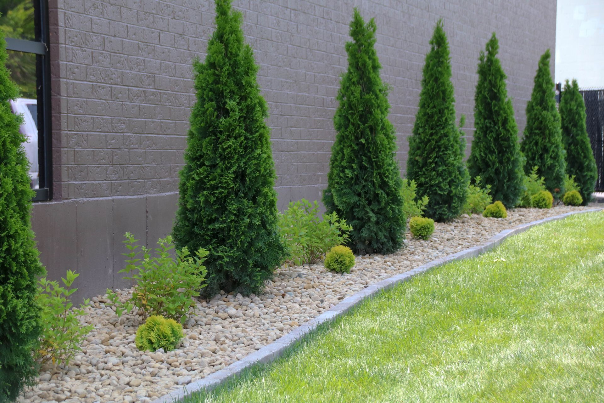 Row of evergreen trees along a building with a stone facade, bordered by gravel and lawn.