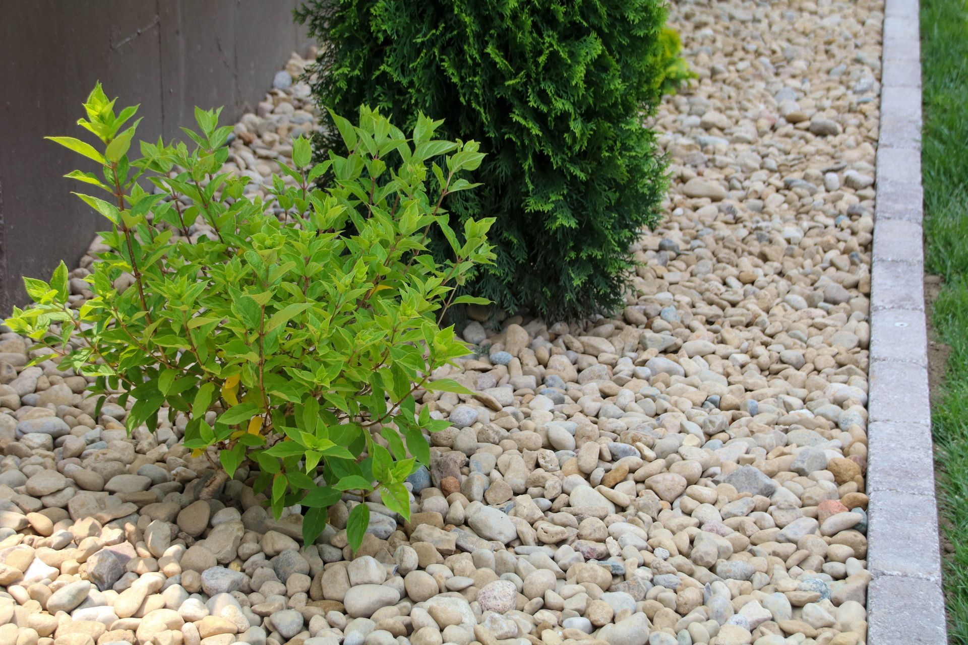Green plants surrounded by tan river rocks in a garden bed with a stone border.