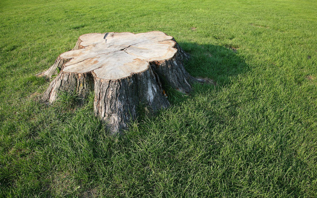 tree services
