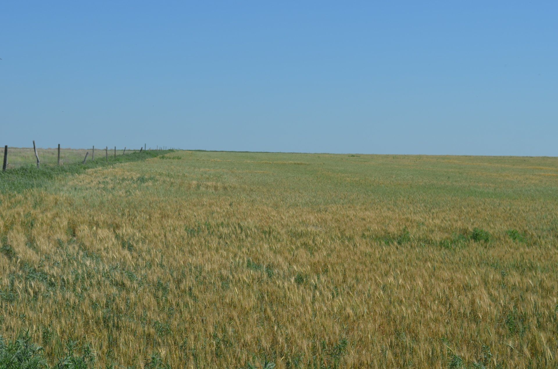A field of wheat with a blue sky in the background