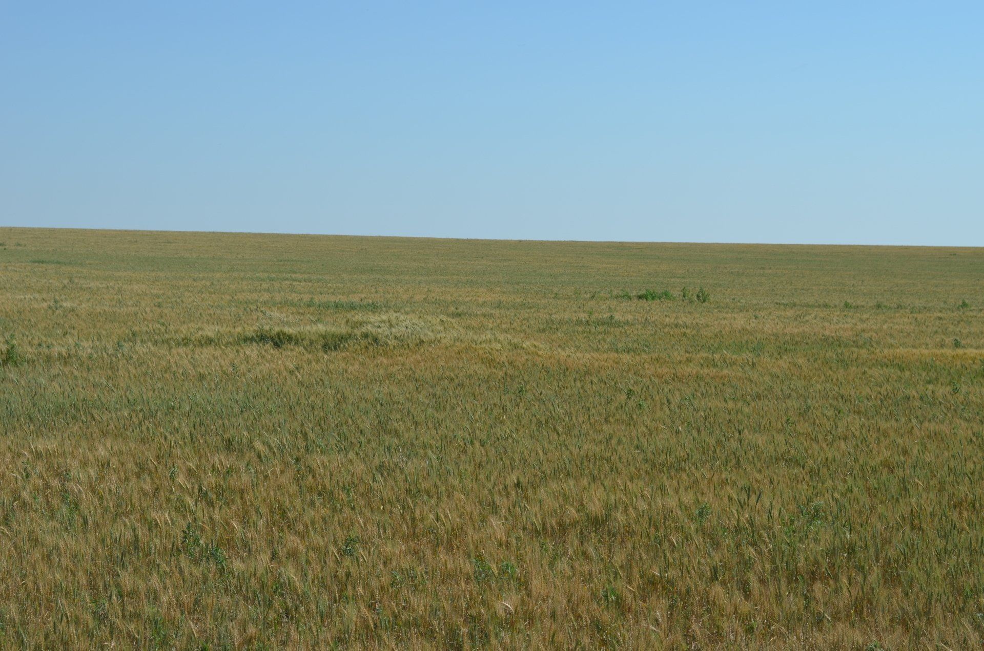 A large grassy field with a blue sky in the background