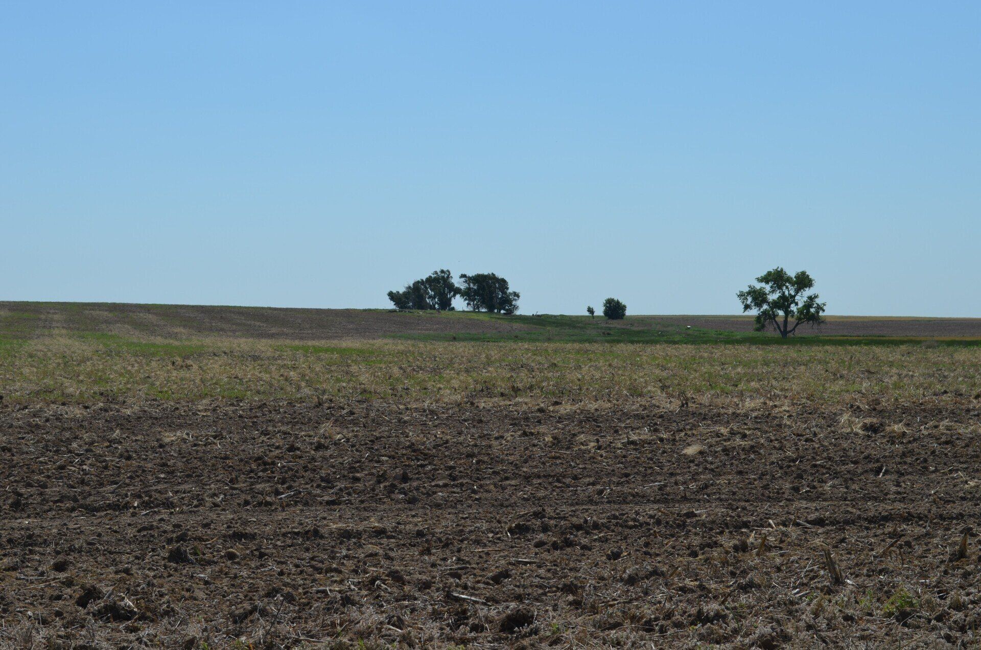 A field with trees in the distance and a blue sky