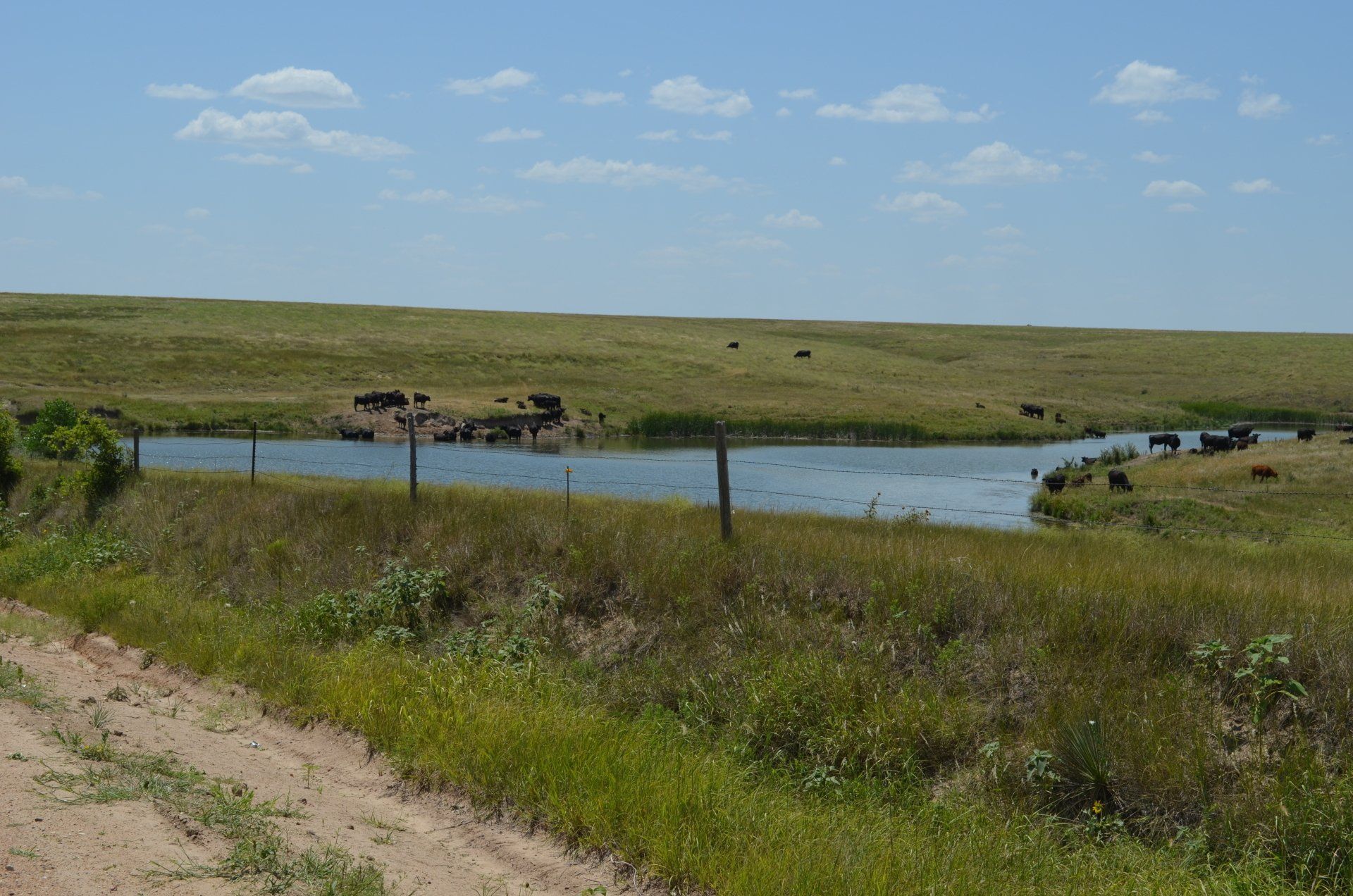 A dirt road leading to a lake with cows in the background