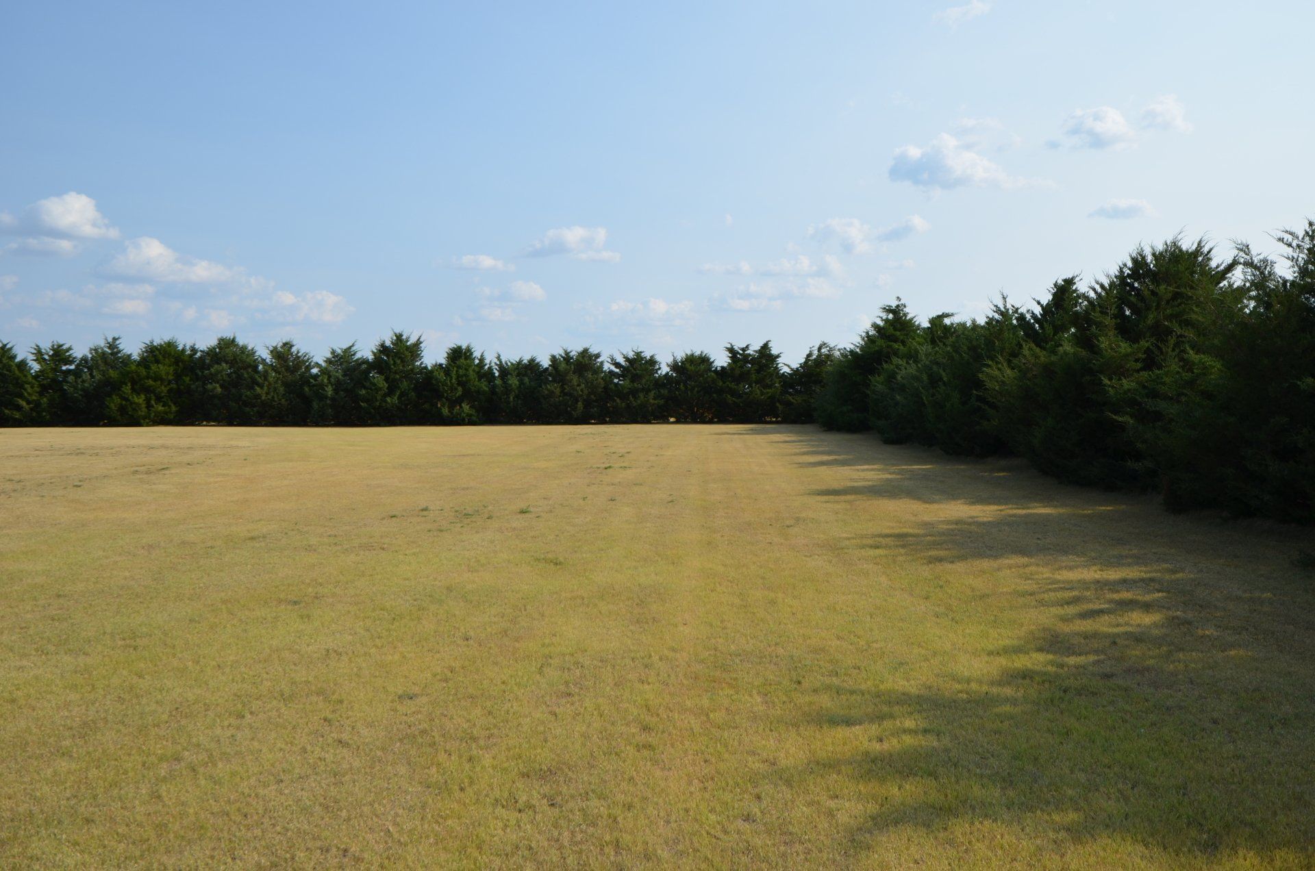 A field with trees in the background and a blue sky