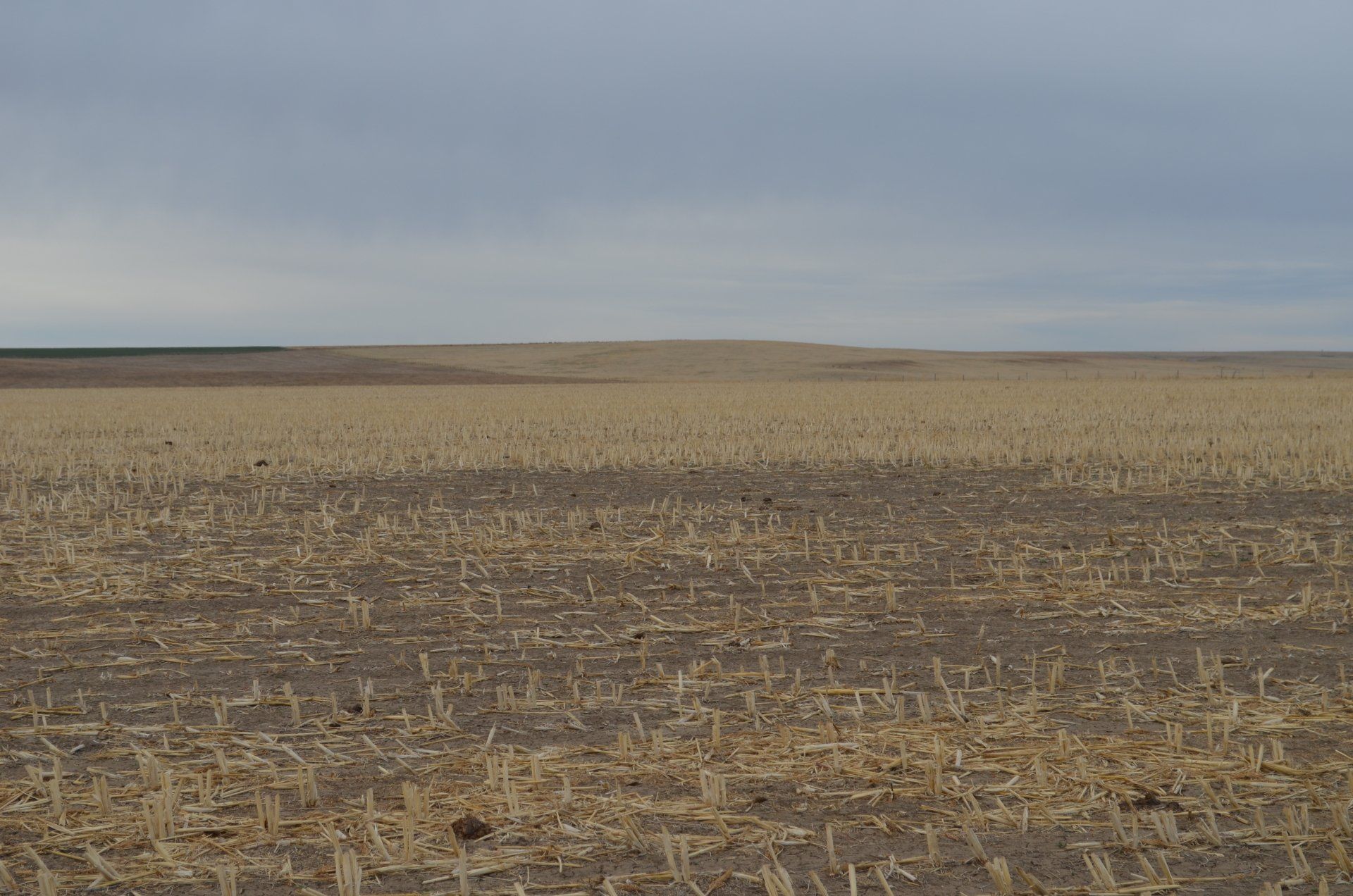 A field of dry grass with a hill in the background