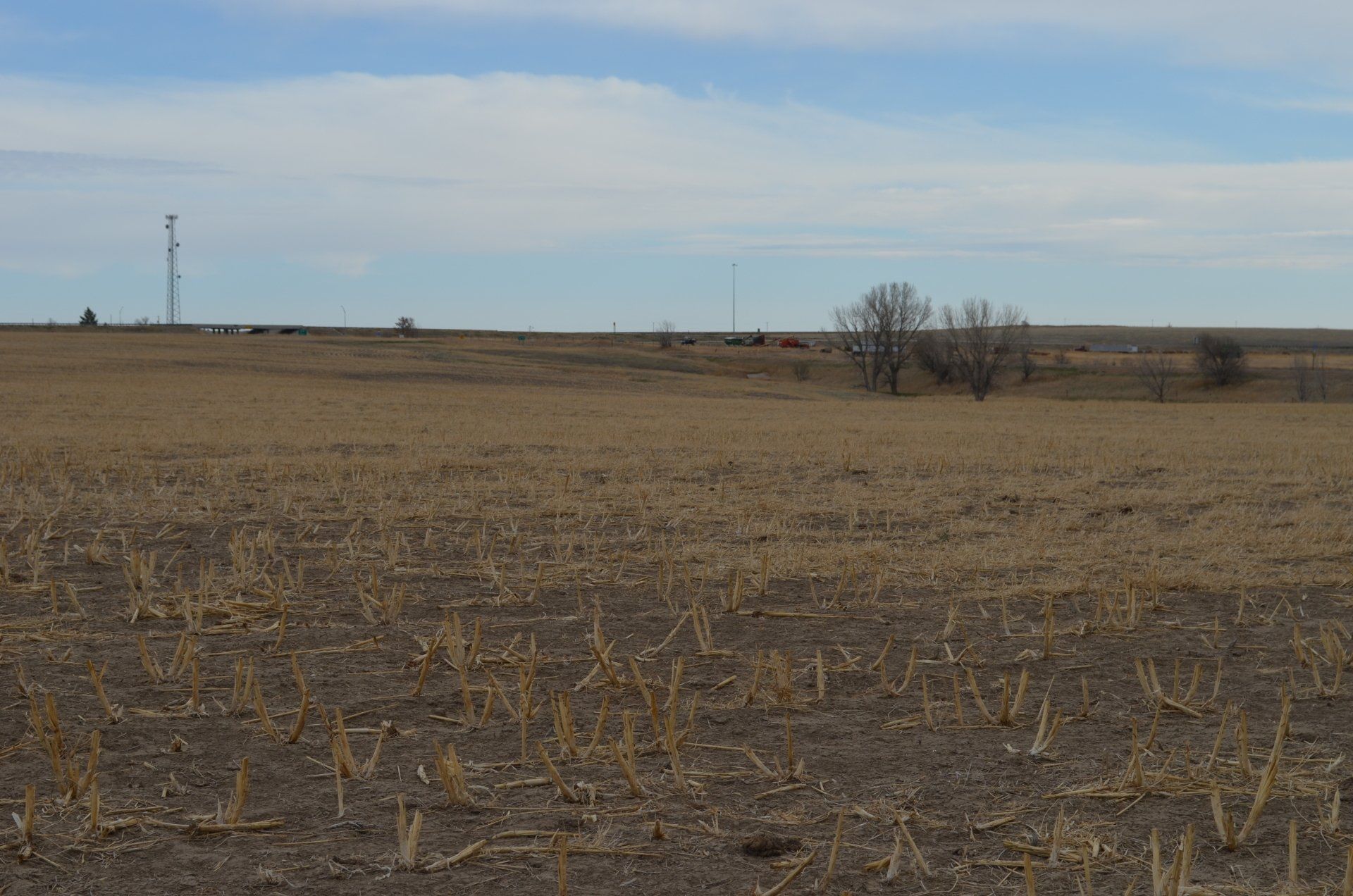A field of dry grass with a blue sky in the background