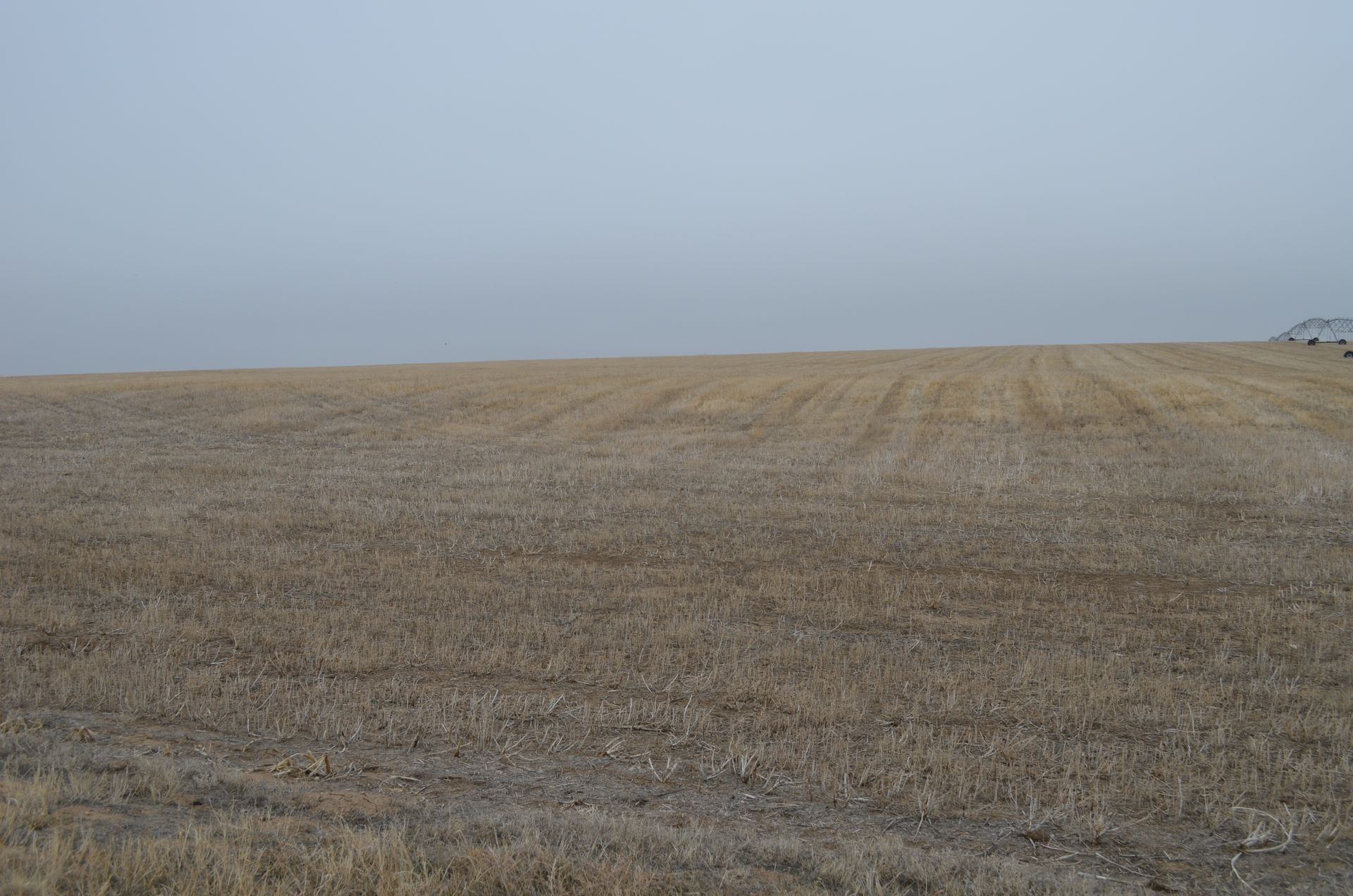 A large dry grass field with a white sky in the background.