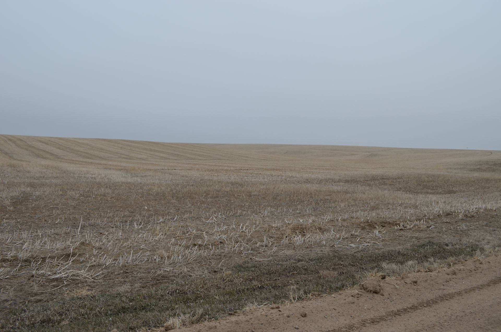 An empty field with a dirt road going through it