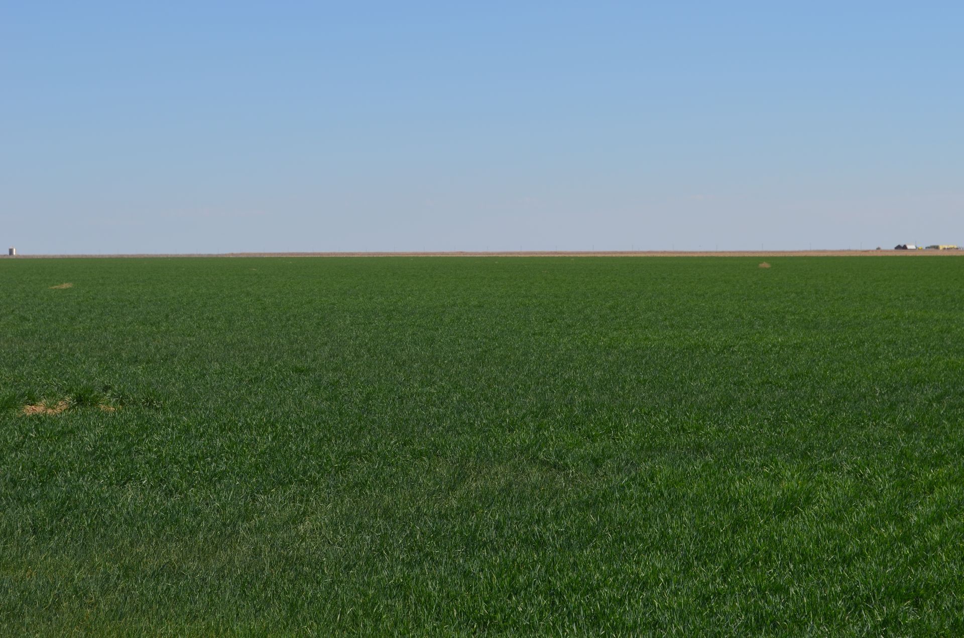 A large green field with a blue sky in the background