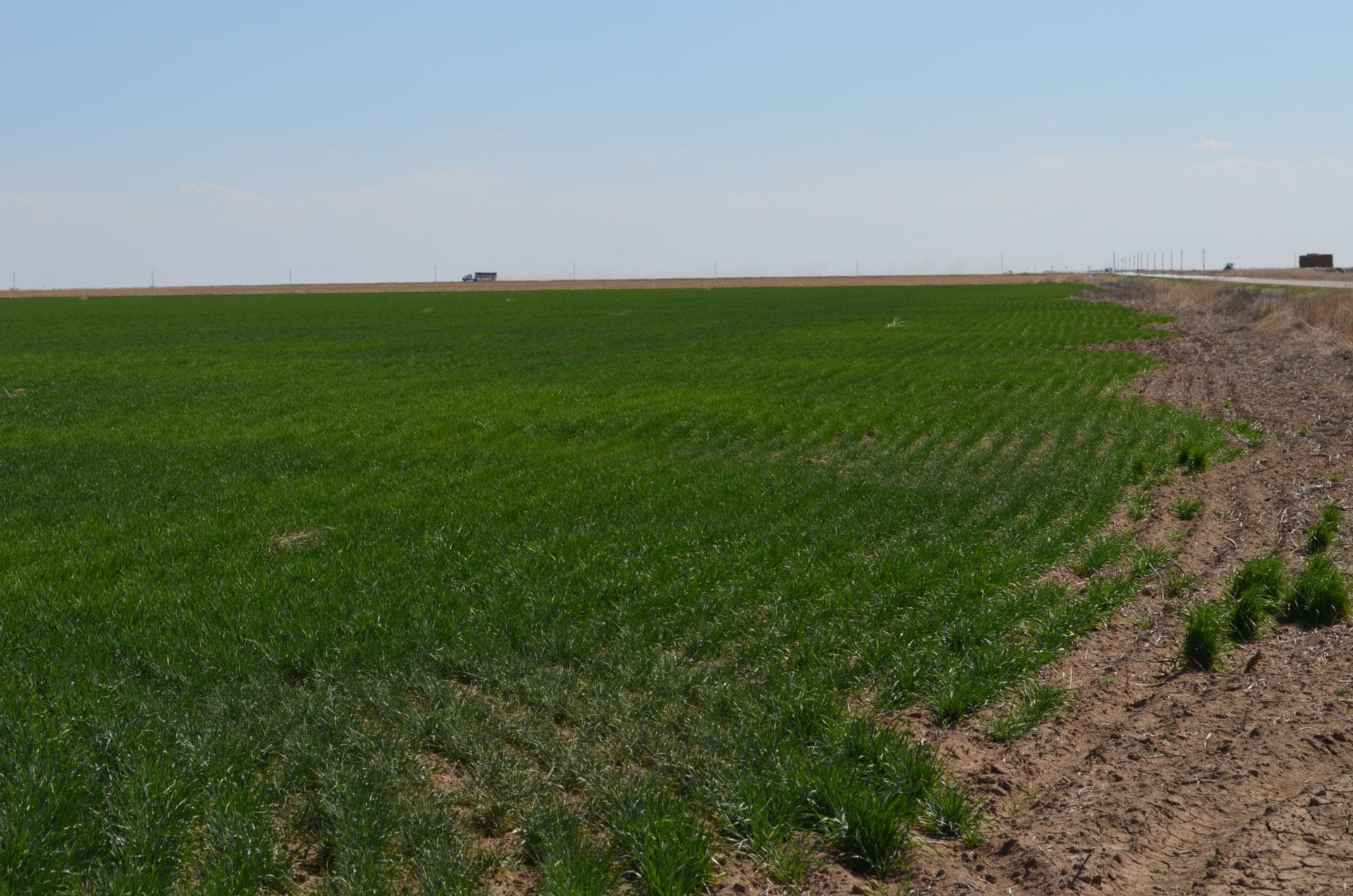 A large green field with a blue sky in the background