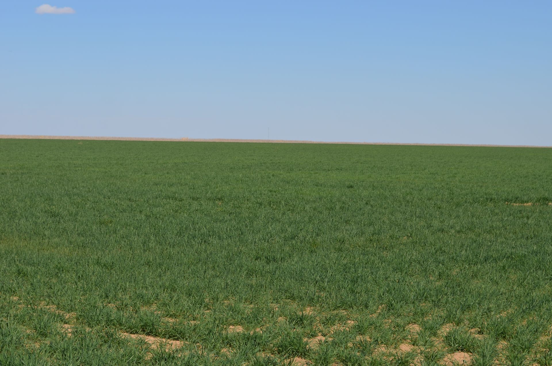A large green field with a blue sky in the background
