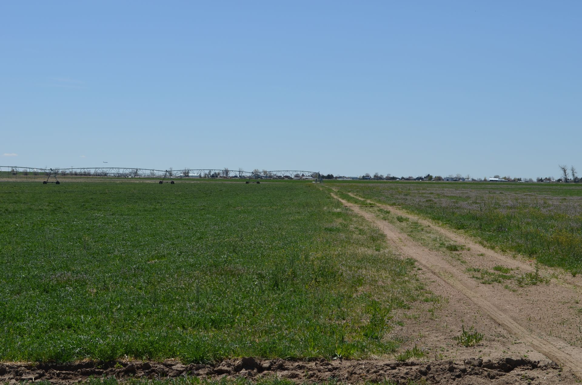 Dirt path through a green field under a clear blue sky.