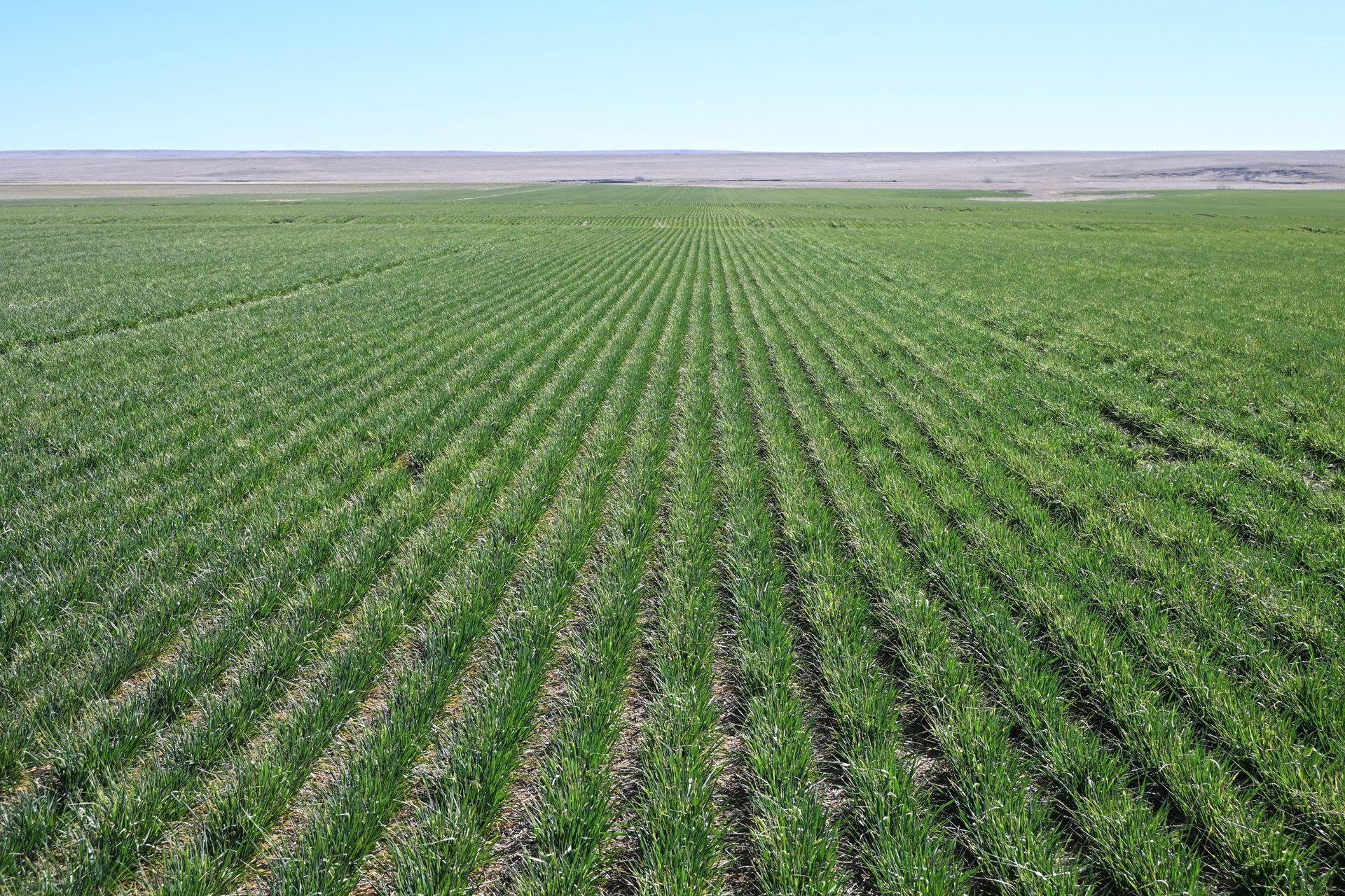 Green crop rows in a wide agricultural field under a clear blue sky.