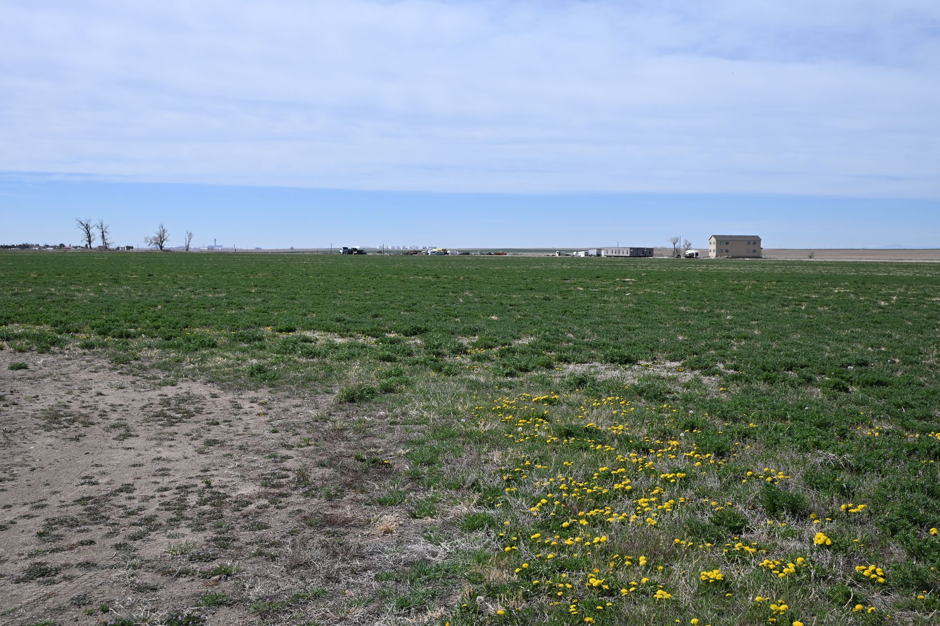 Grassy coastal field under a cloudy sky, with yellow wildflowers and distant small buildings.