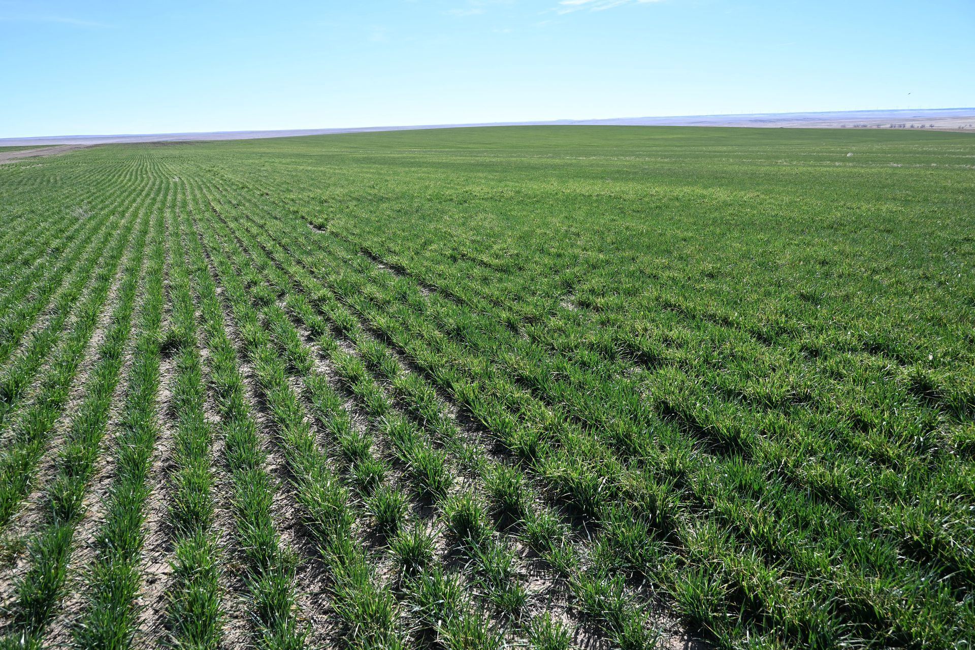 Green crop field stretching to the horizon under a clear blue sky