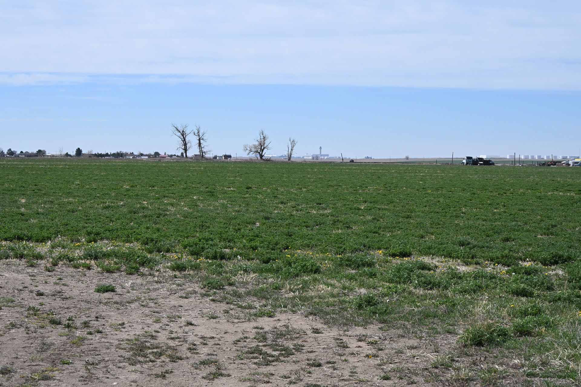 Wide green farmland under a blue sky, with bare trees on the horizon and a dirt foreground