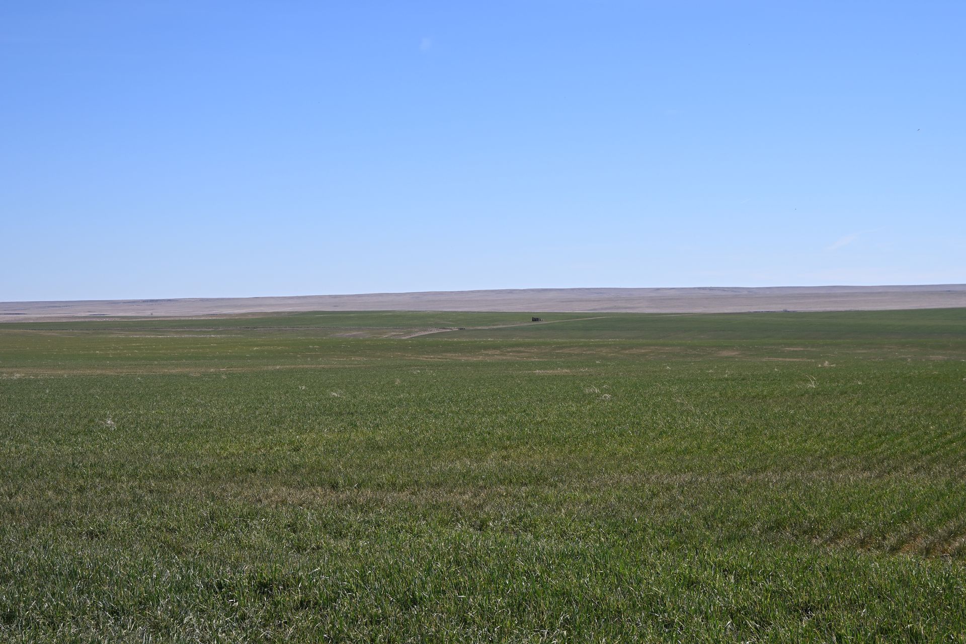 Wide grassy plain beneath a clear blue sky, with a distant flat horizon.