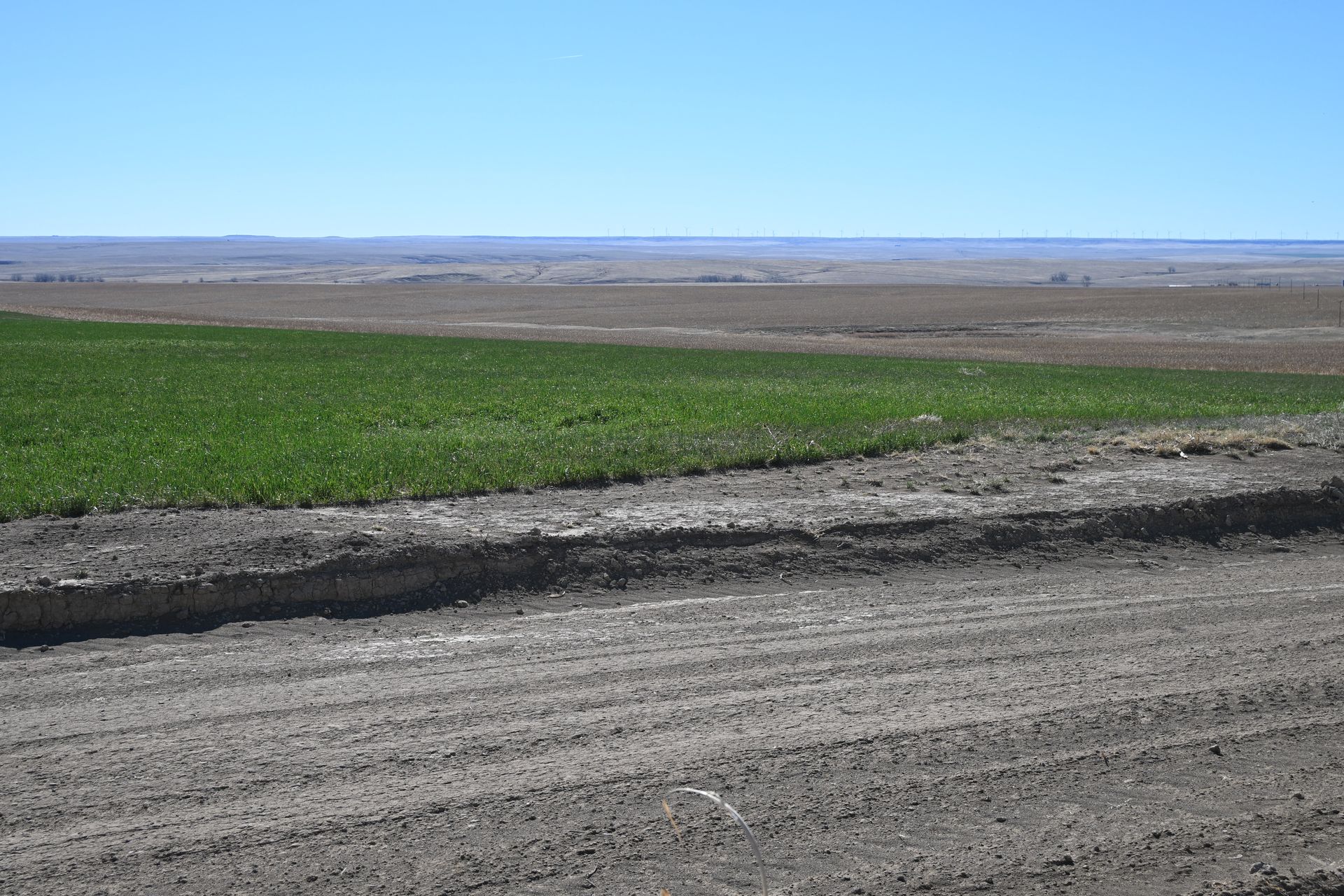 Green crop field beside a dirt road in a wide, flat rural landscape under a clear blue sky