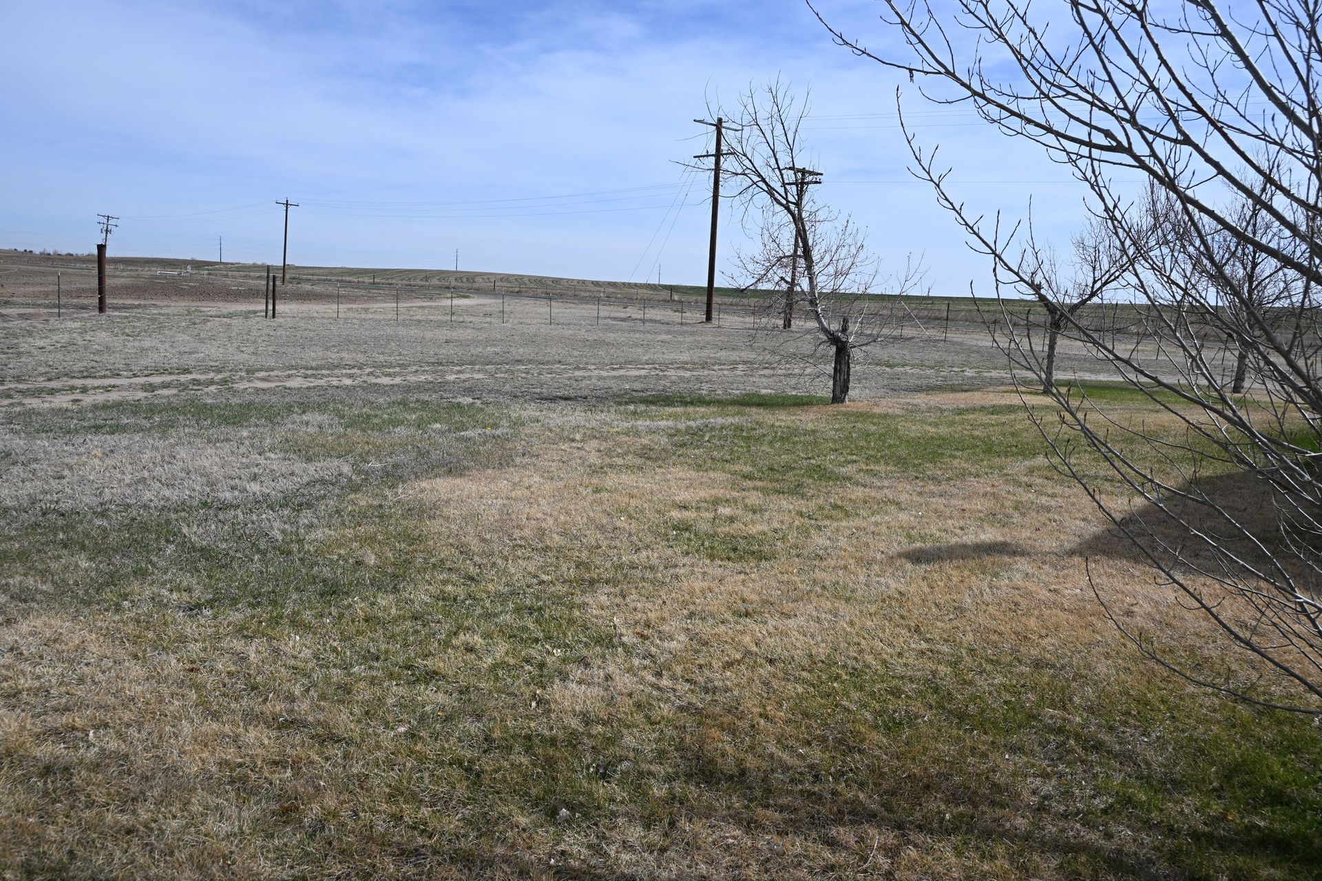 Sparse grassy field with leafless trees under a clear sky, viewed from a distance