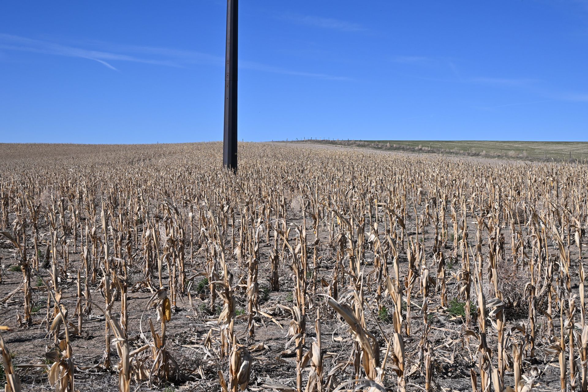 Dry harvested field with a utility pole under a clear blue sky