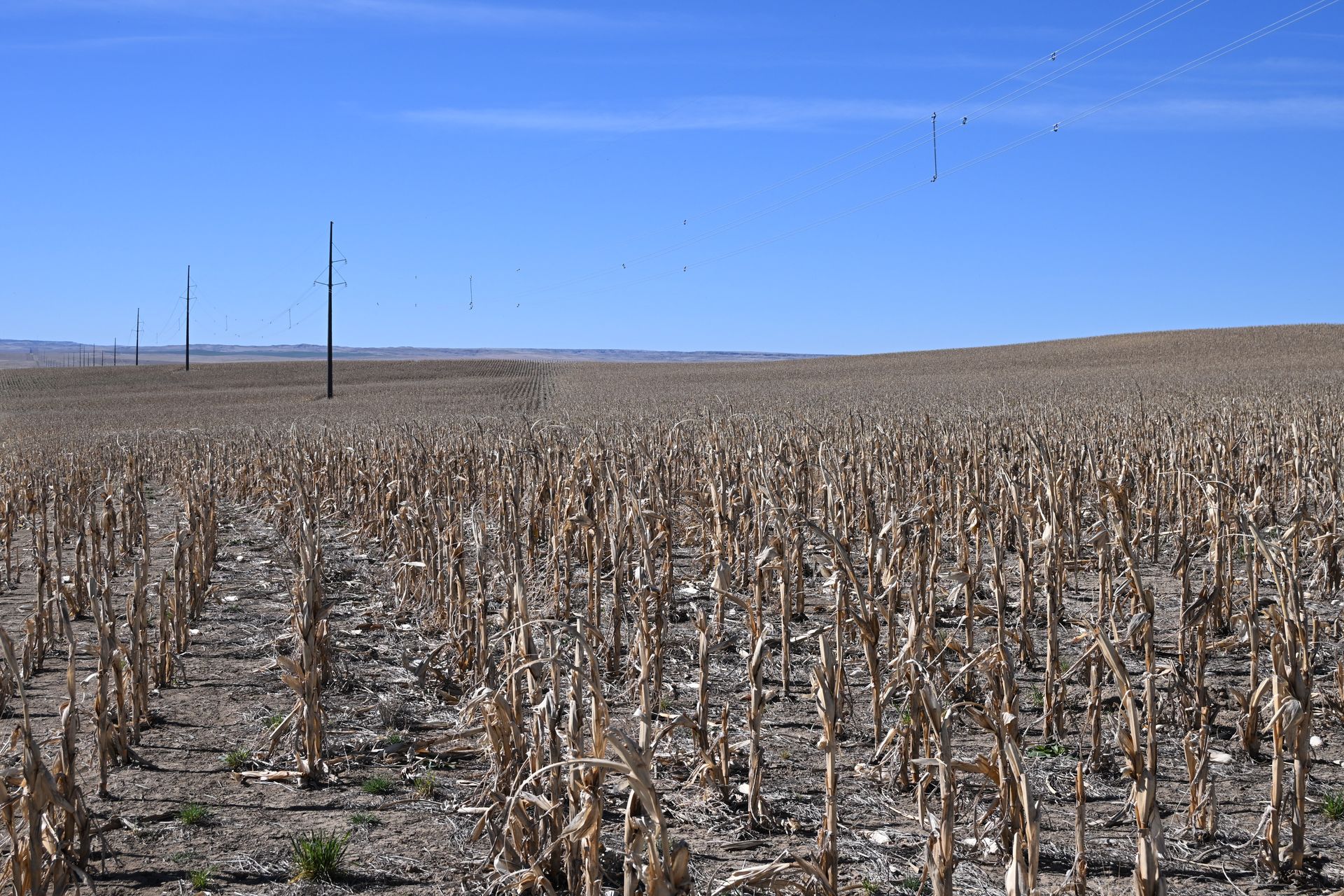 Dry, harvested field under a clear blue sky with a few utility poles in the distance