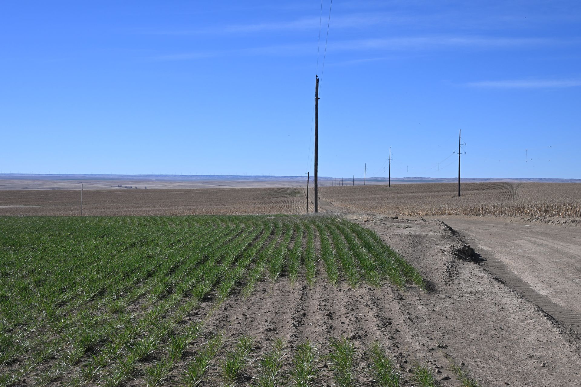 Flat farmland with green crops, dirt track, and utility poles under a clear blue sky