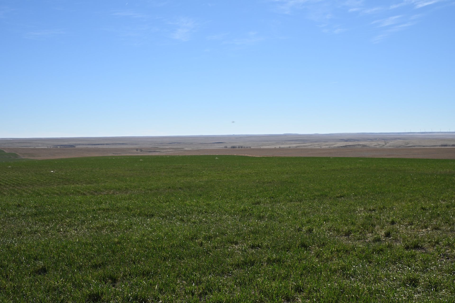 Wide green field under a clear blue sky on a flat rural landscape