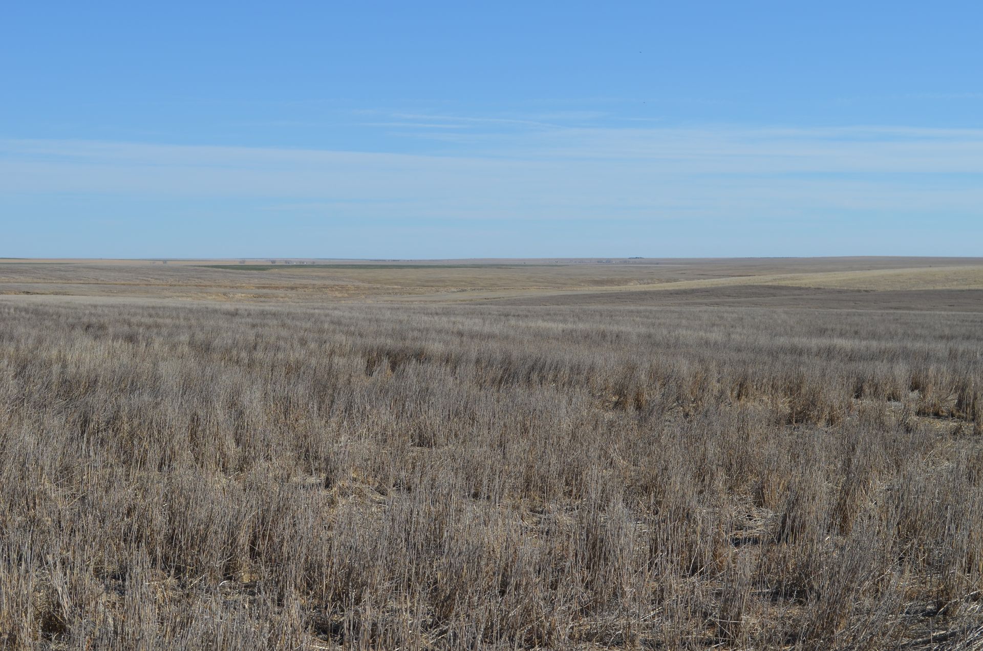 Dry grassland under a clear blue sky stretching to the horizon