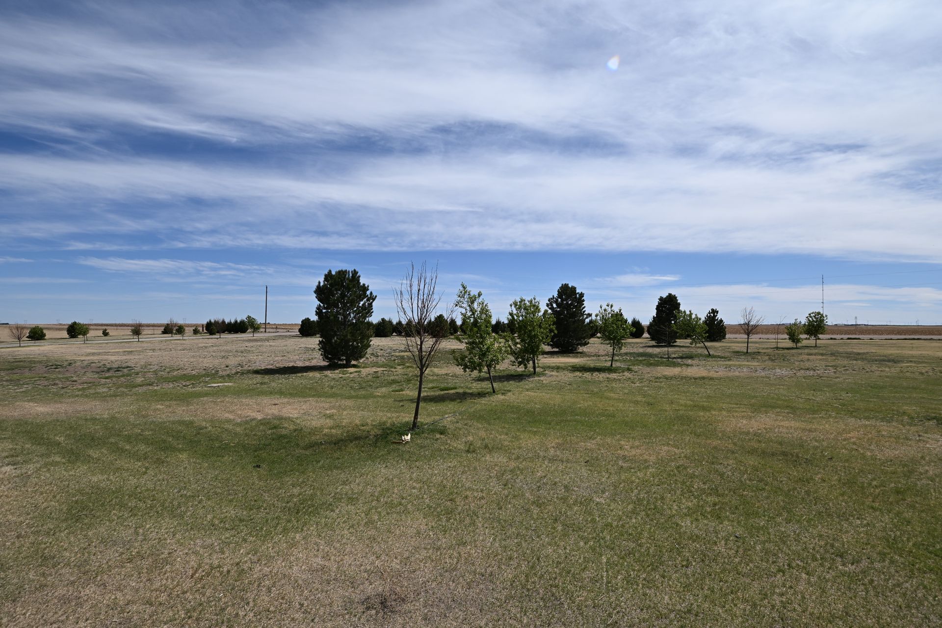 Grassy open field with scattered young trees under a cloudy blue sky