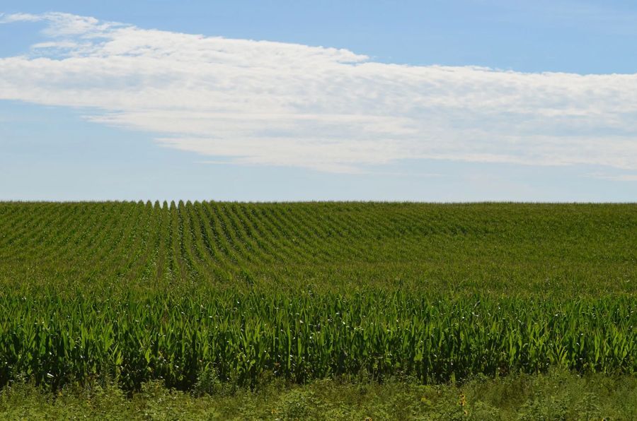 Green cornfield under a blue sky with wispy clouds.