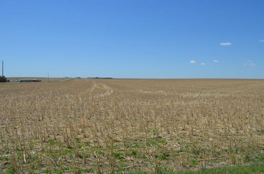 Field of harvested corn stalks under a bright blue sky.