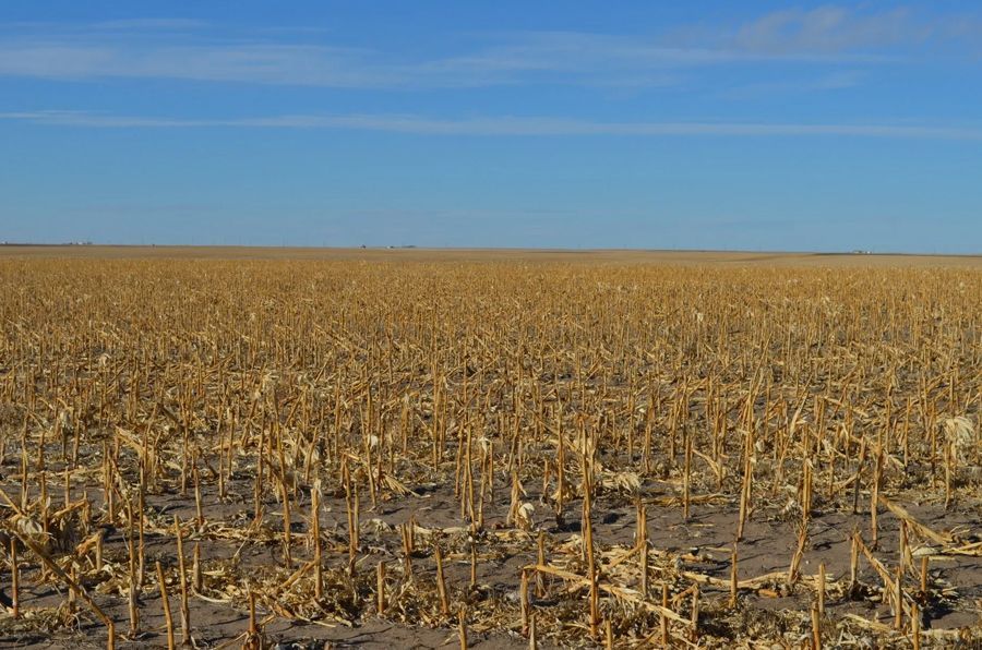 Field of dry, harvested corn stalks under a bright blue sky.