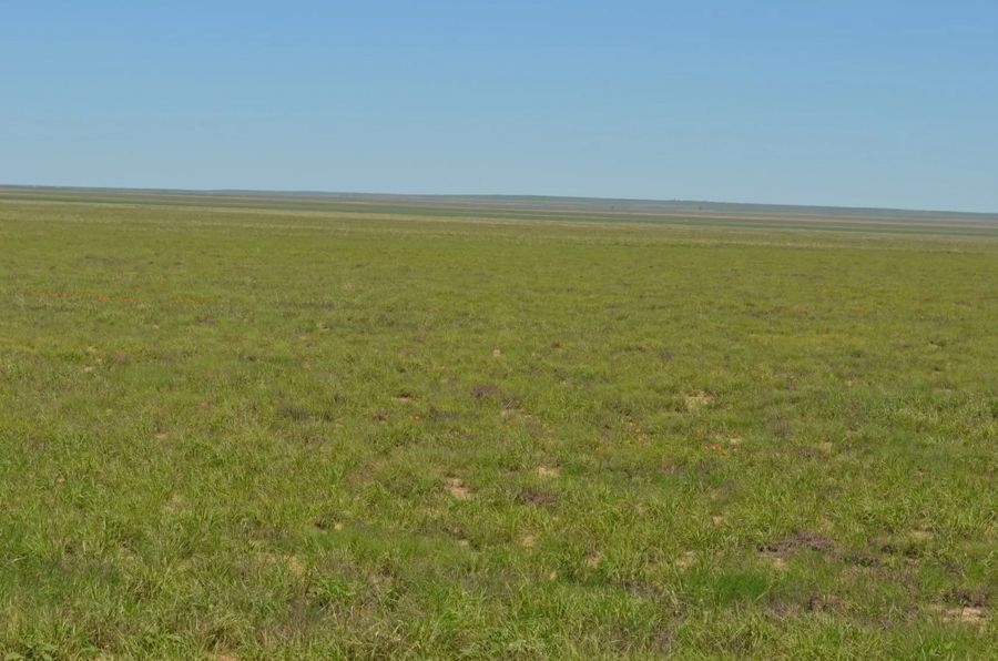 Vast green grassland under a clear blue sky; horizon line visible.