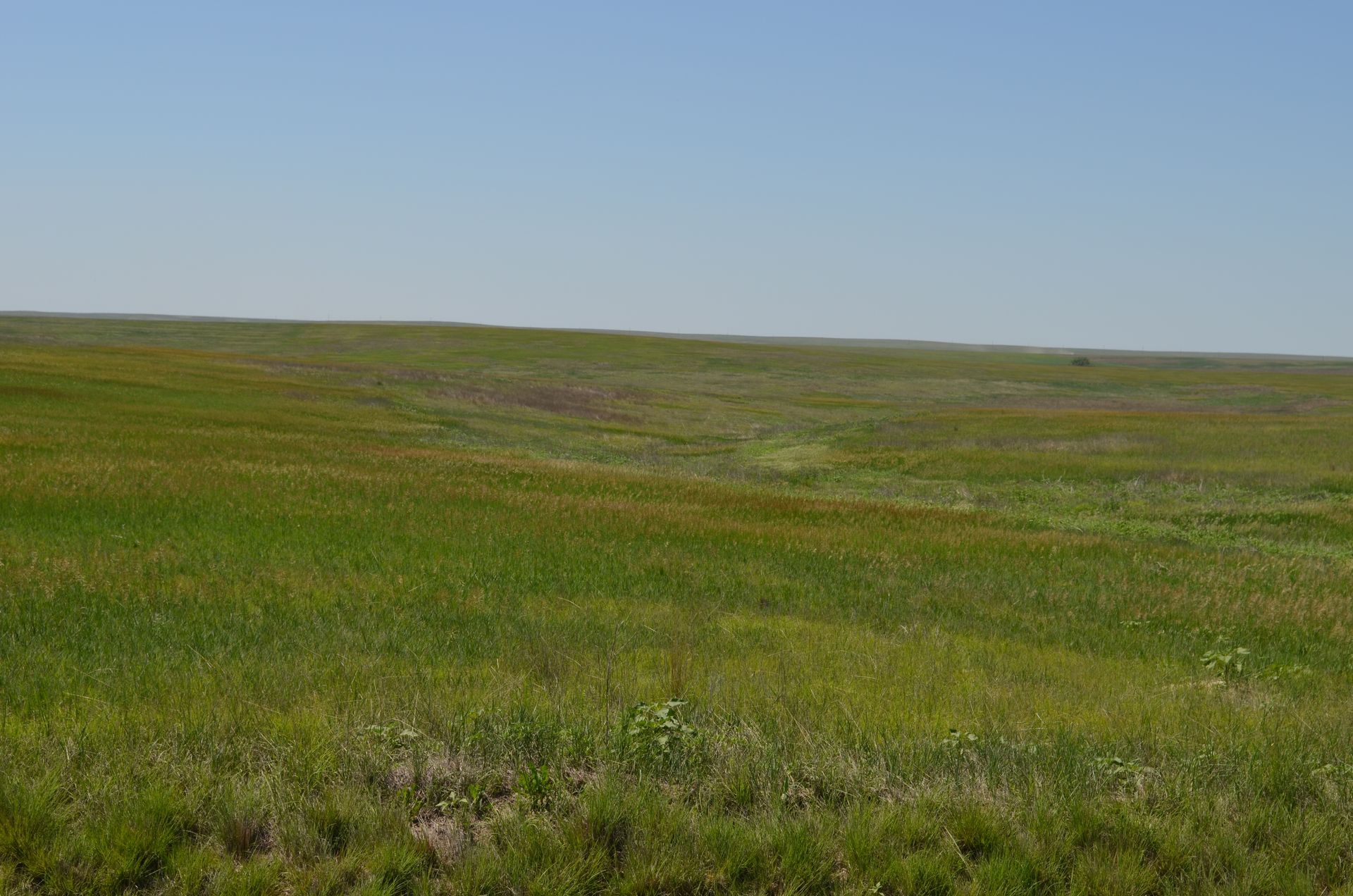 Green grassy field under a clear blue sky.