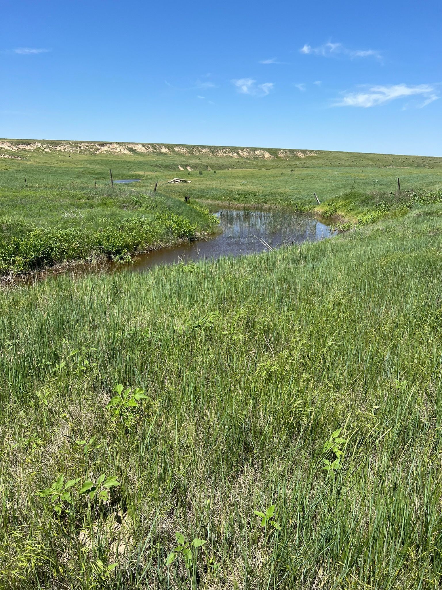 Grassy field with a stream under a clear blue sky; the landscape is in daylight.