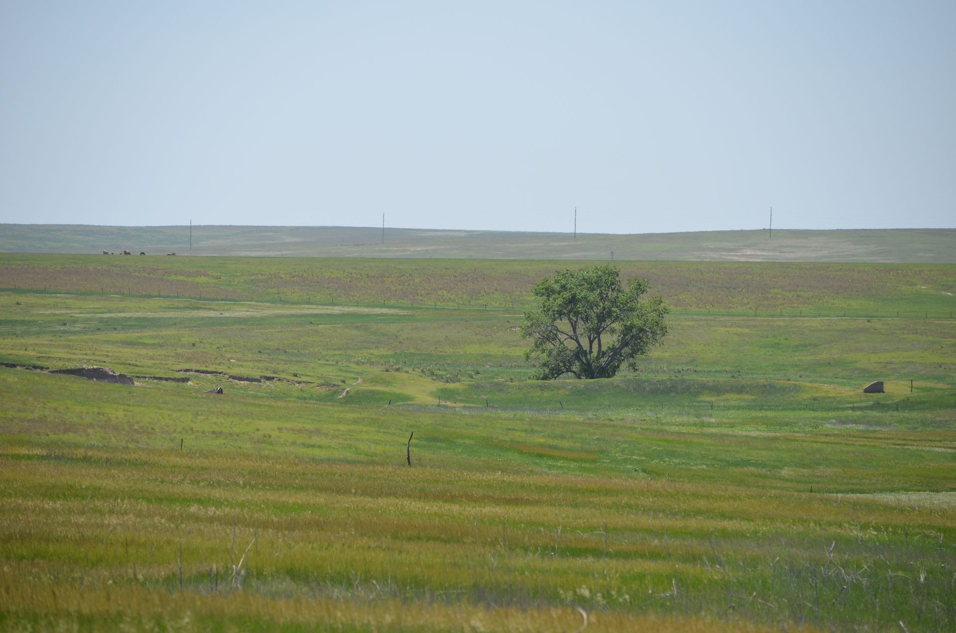 Vast, grassy prairie landscape with a lone tree under a pale blue sky.
