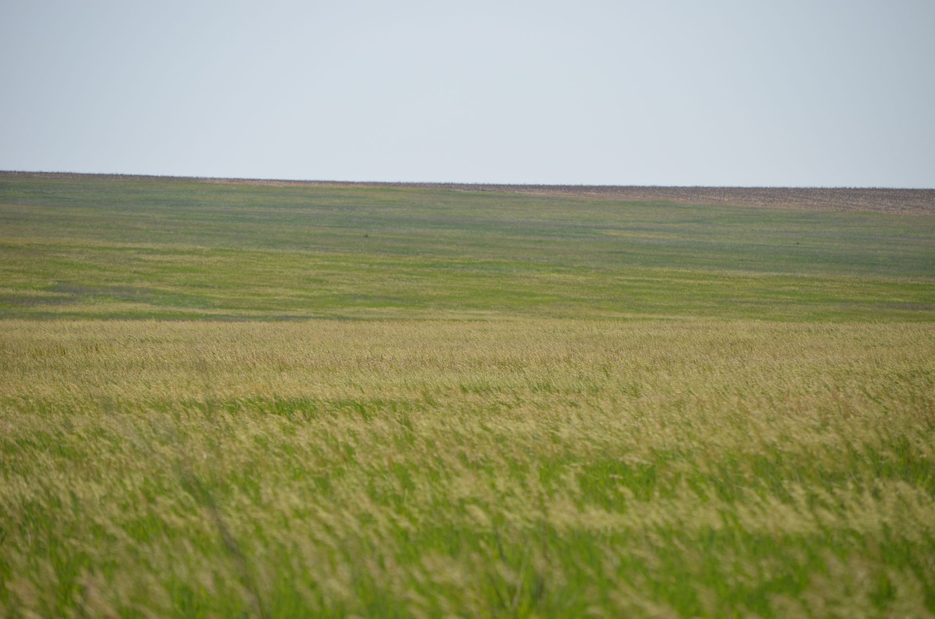 Vast grassy plain with light green and tan grasses under a pale blue sky.
