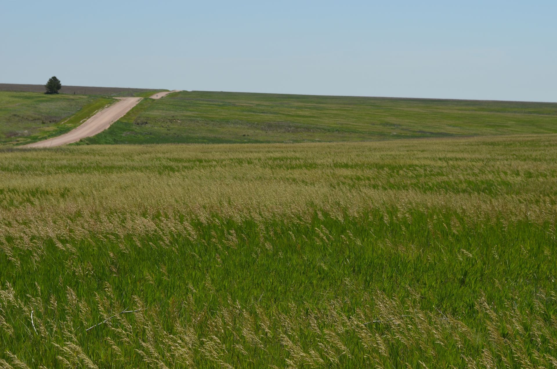Grassy field with a dirt road leading up a hill, under a blue sky.