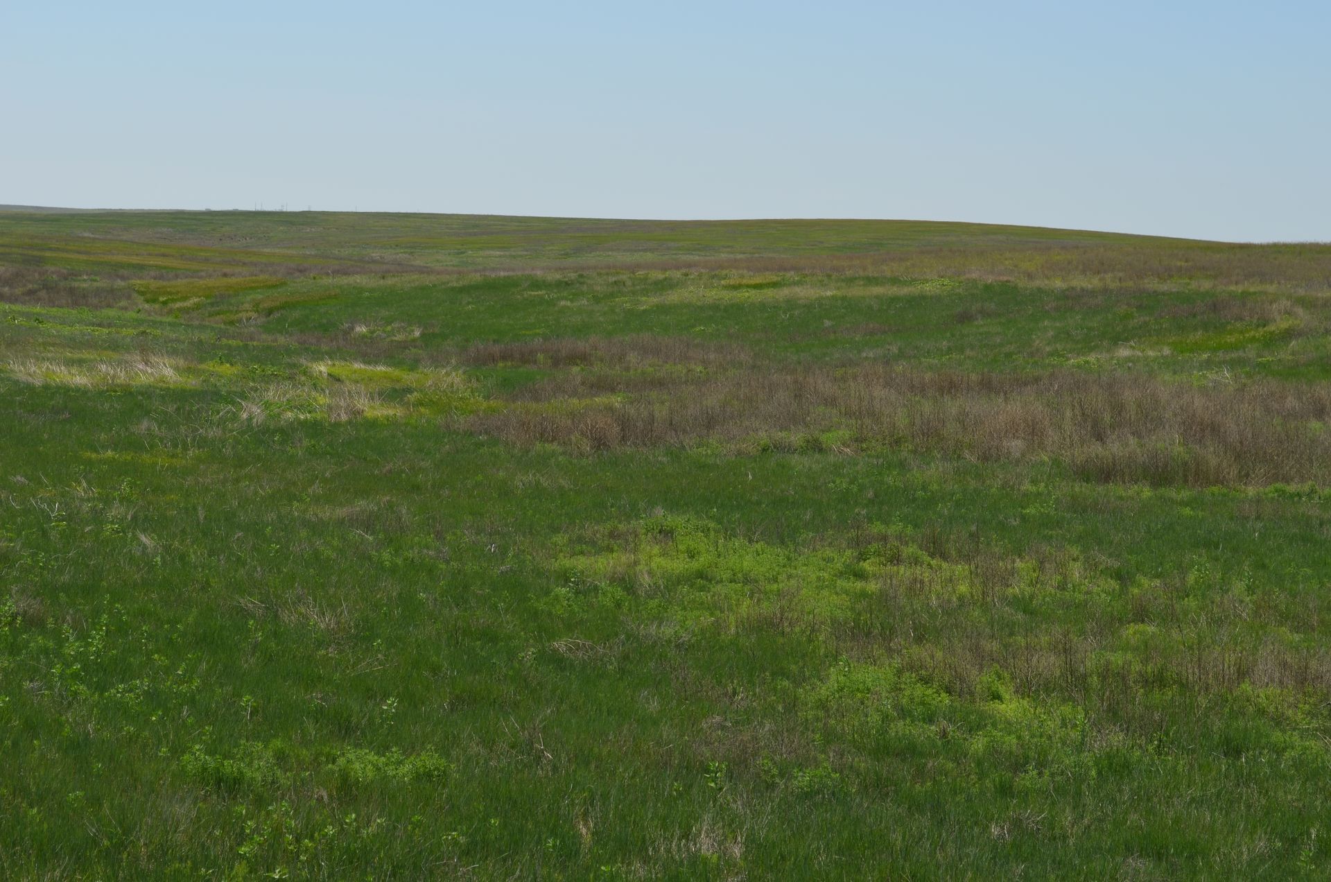 Green grassy field under a light blue sky.
