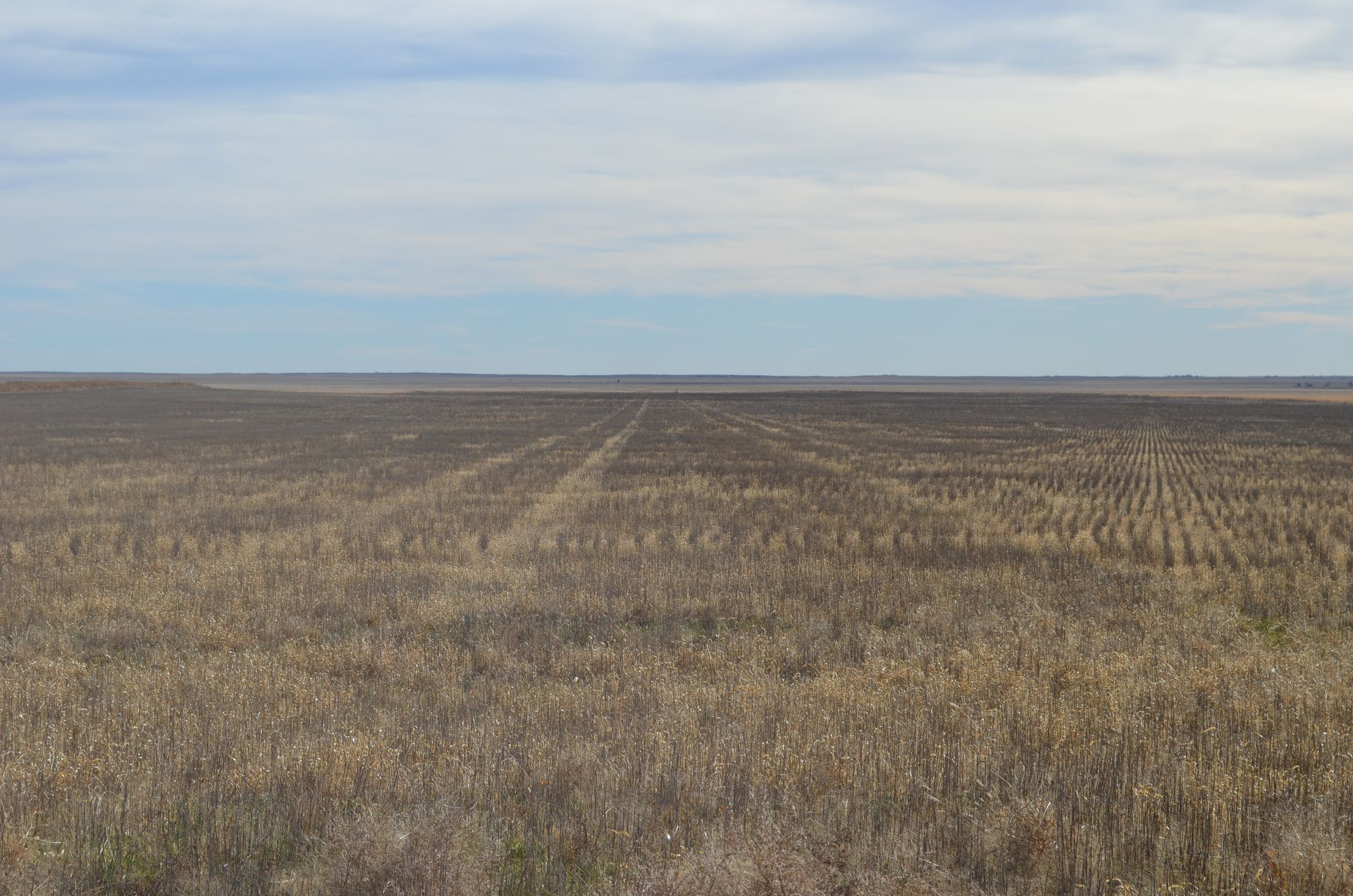 Vast, harvested field under a cloudy sky. Brown stubble, tire tracks stretch towards the horizon.