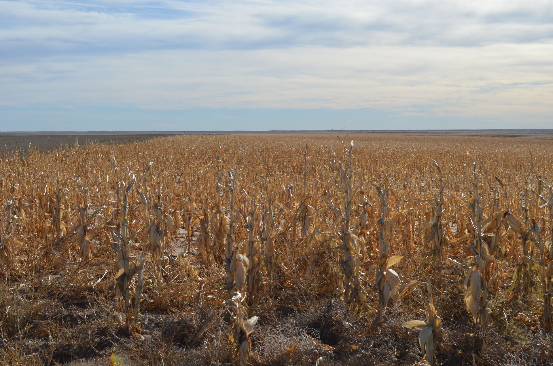 Field of dry, brown corn stalks under a cloudy sky.