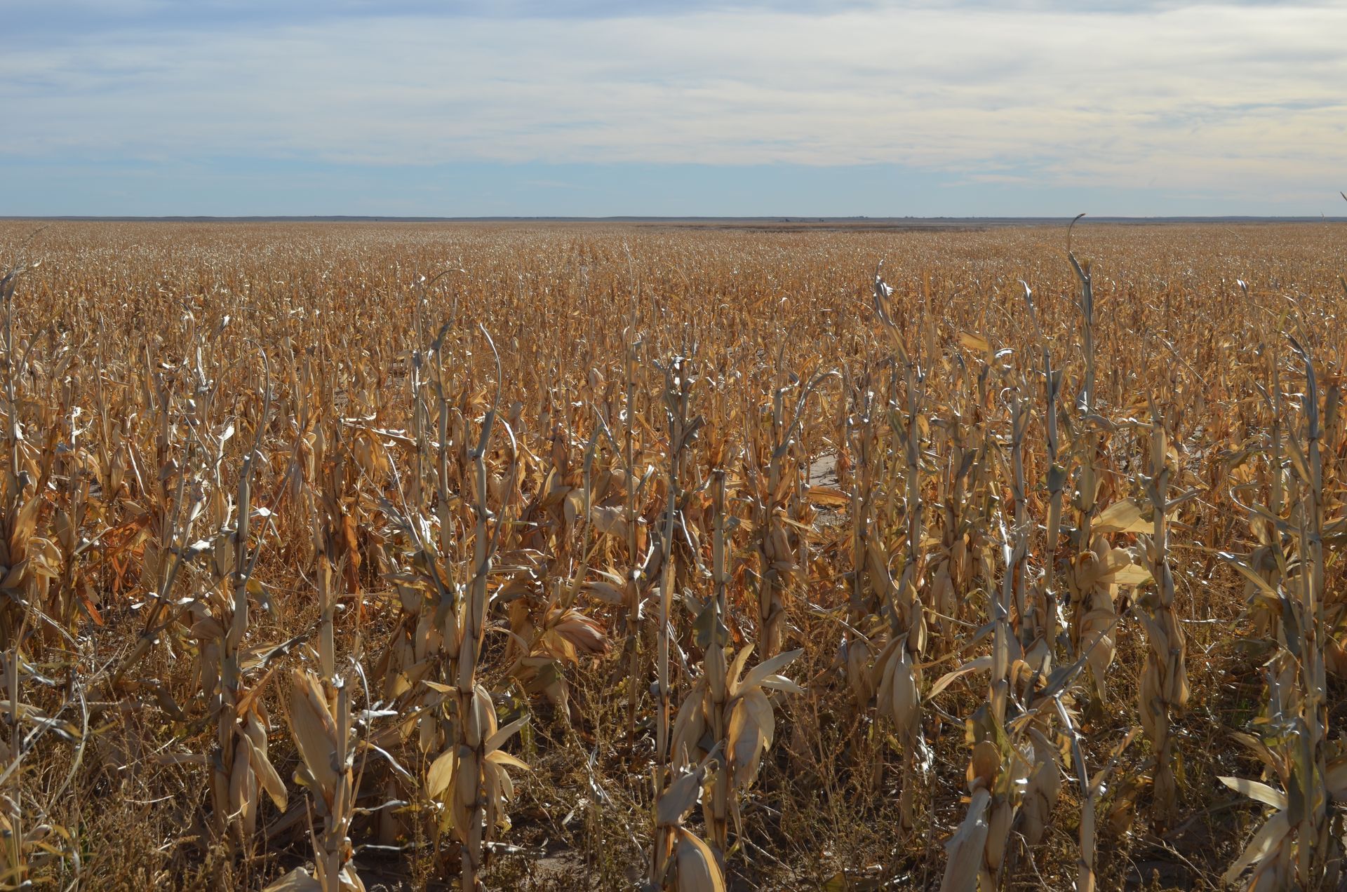 Dried cornfield under a partly cloudy sky.
