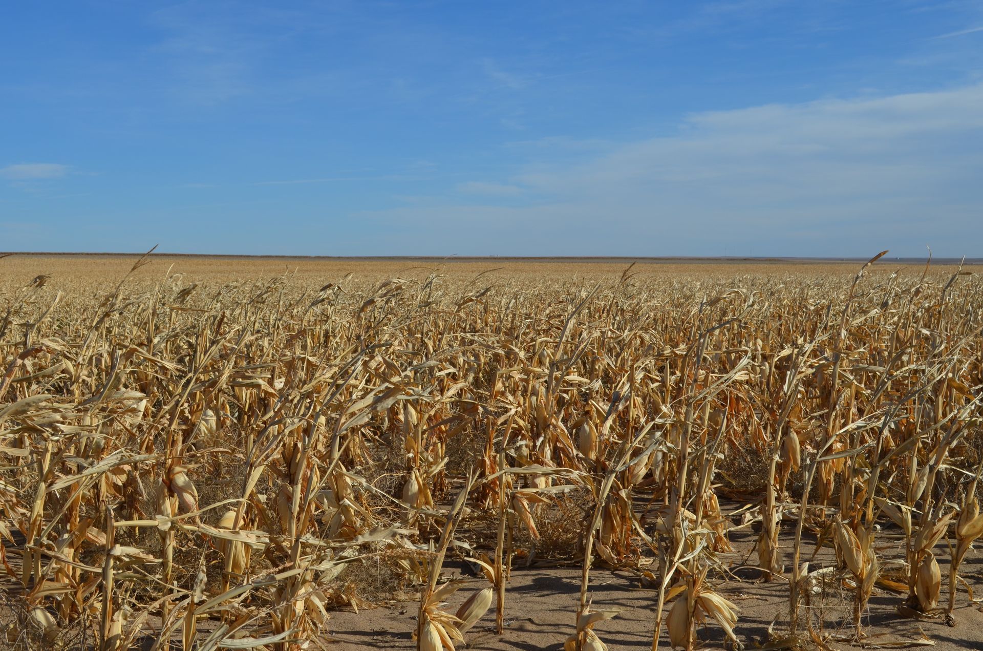 Dried cornfield under a clear blue sky.