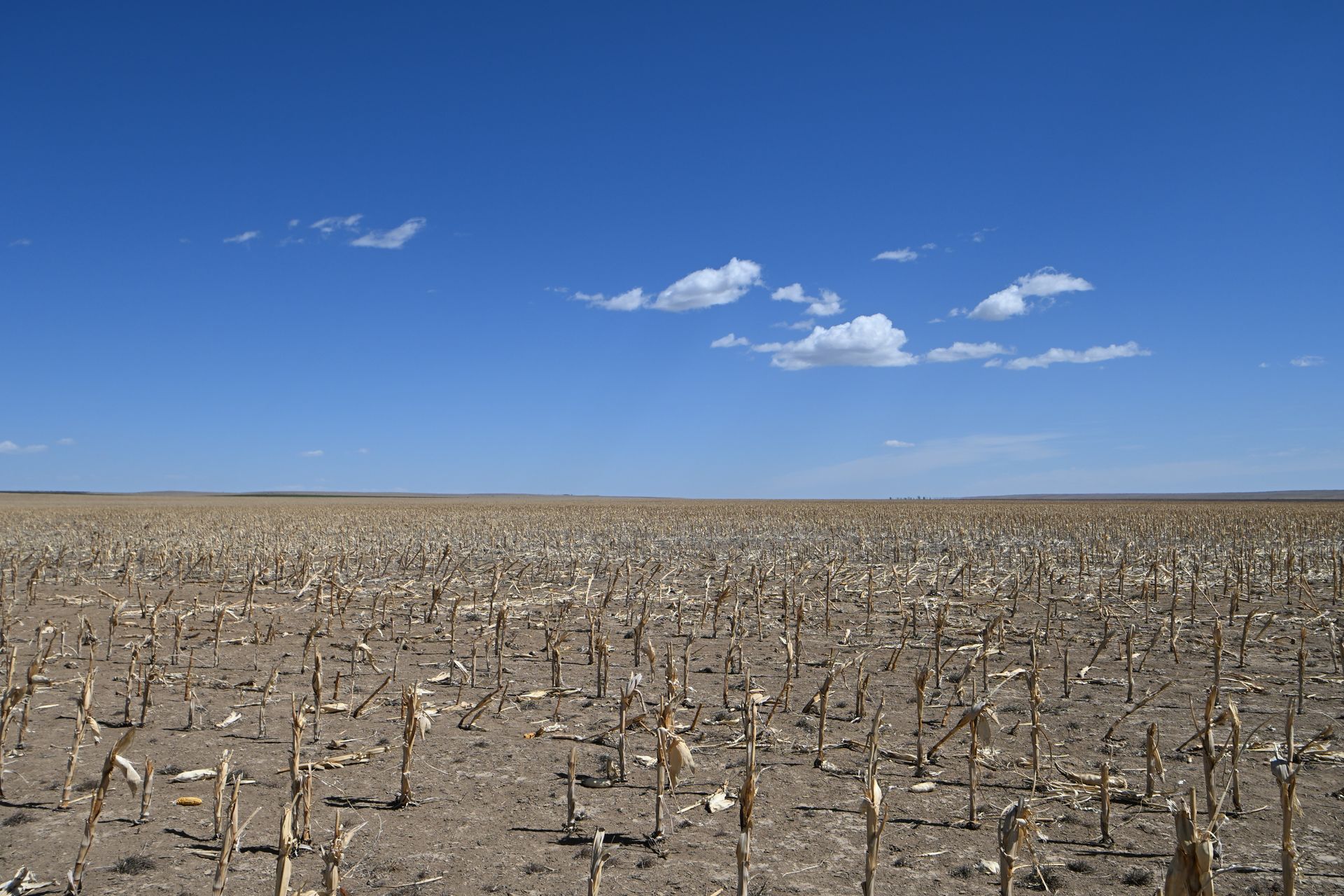 Dry, barren field with cut corn stalks under a blue sky with scattered clouds