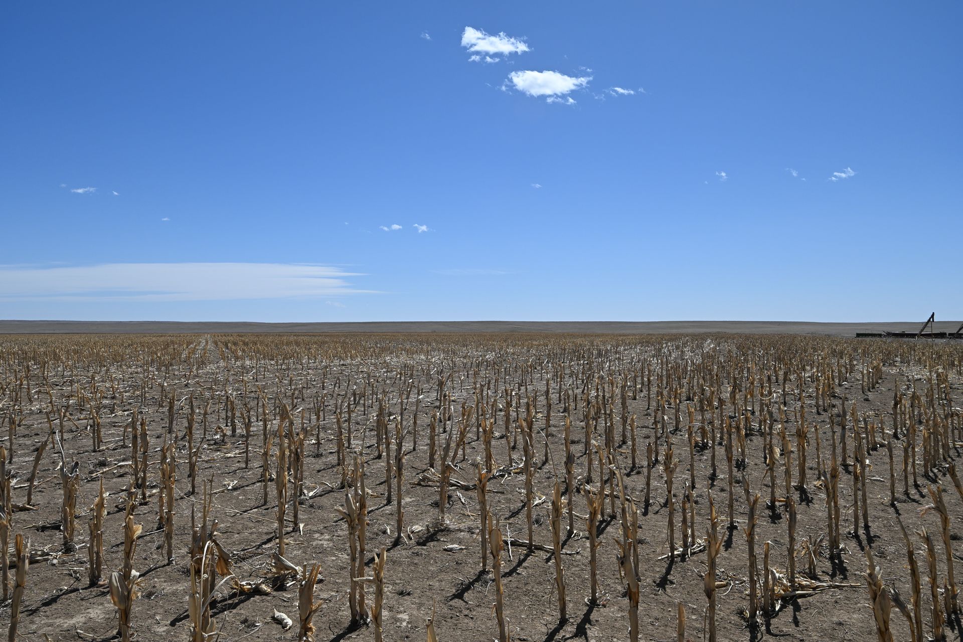 Dry, cracked shoreline with rows of dead tree stumps under a clear blue sky.