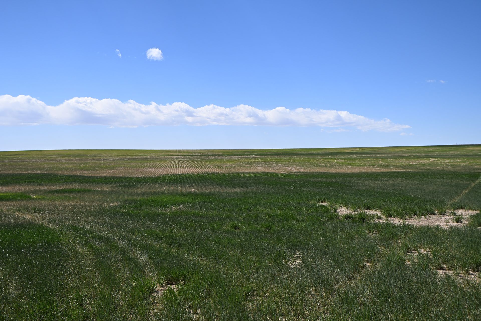 Open grassy field under a blue sky with a small cloud and distant horizon