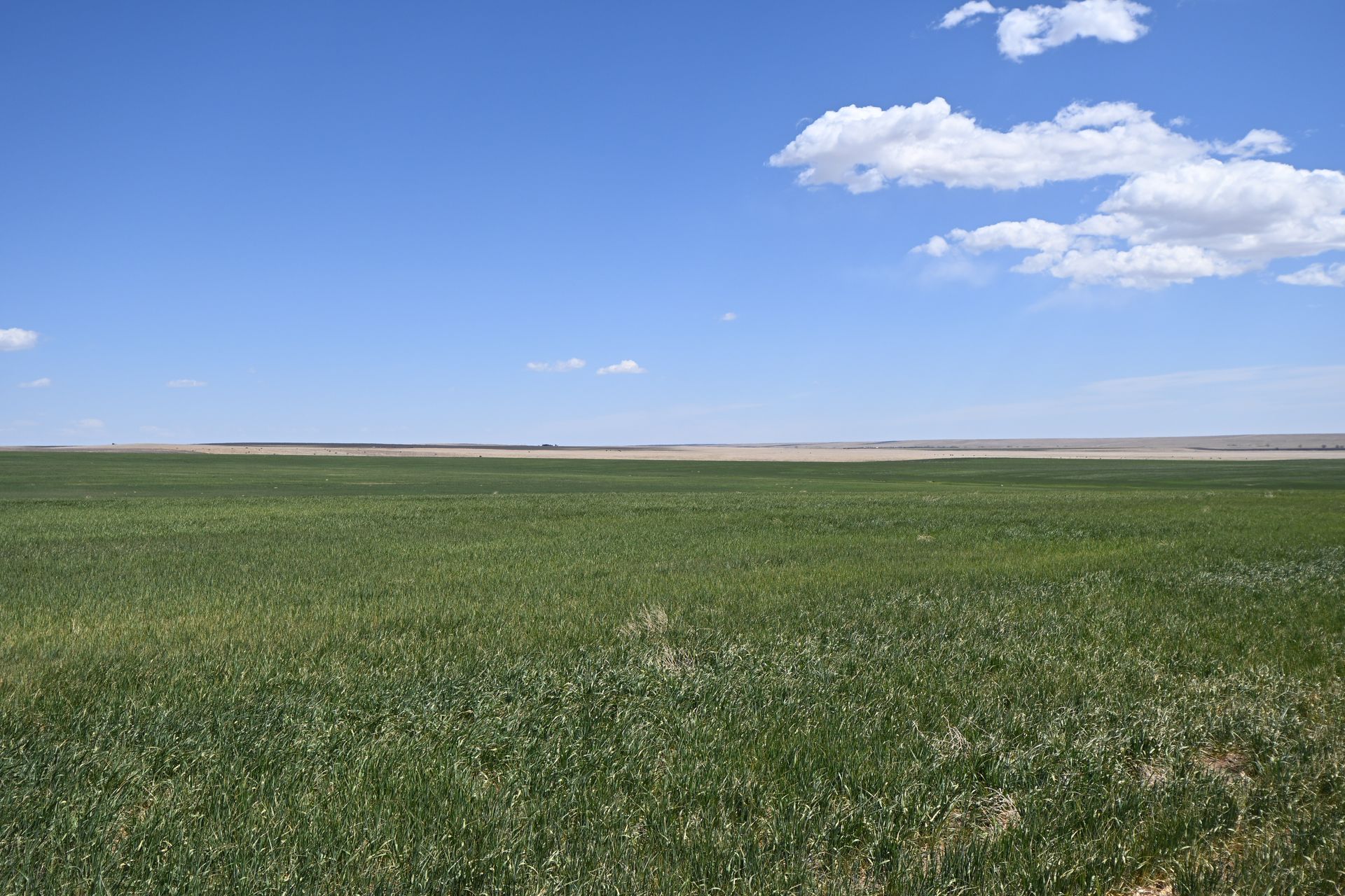 Wide green field under a blue sky with scattered white clouds